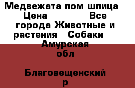 Медвежата пом шпица › Цена ­ 40 000 - Все города Животные и растения » Собаки   . Амурская обл.,Благовещенский р-н